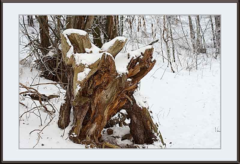 sculptured tree trunk
