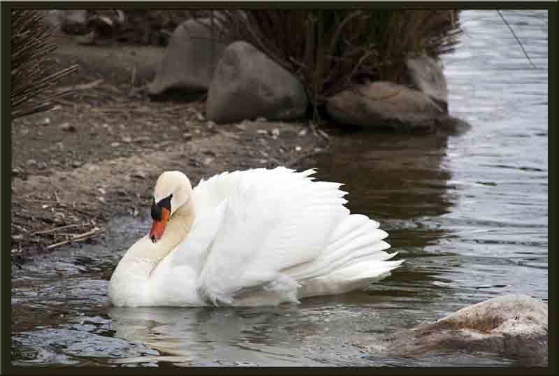 The swan doesnt look too happy.....