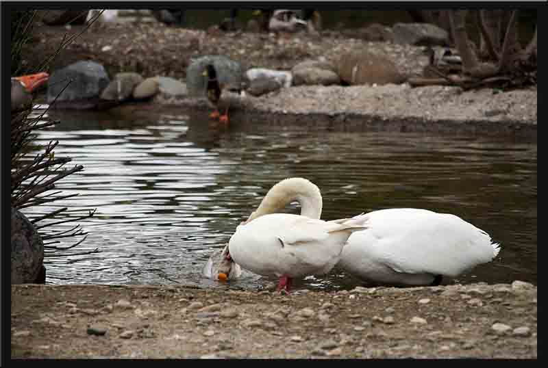 The white goose cannot stop the swan from putting the goose underwater again...