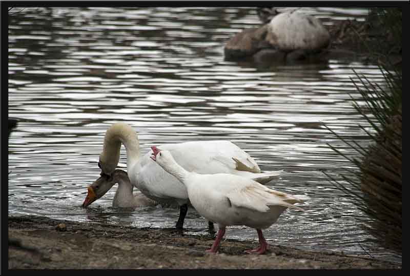The white goose tells the swan exactly what it thinks!
