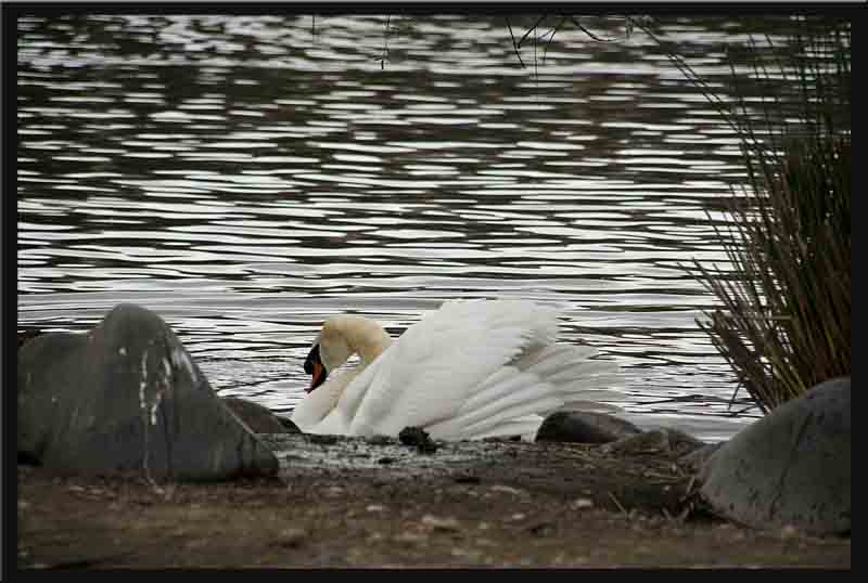 The swan still has ruffled feathers...