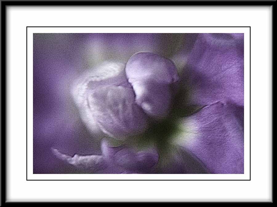 Soft purple...