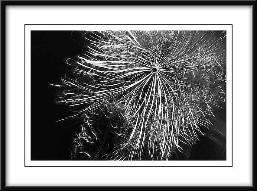 dandelion...