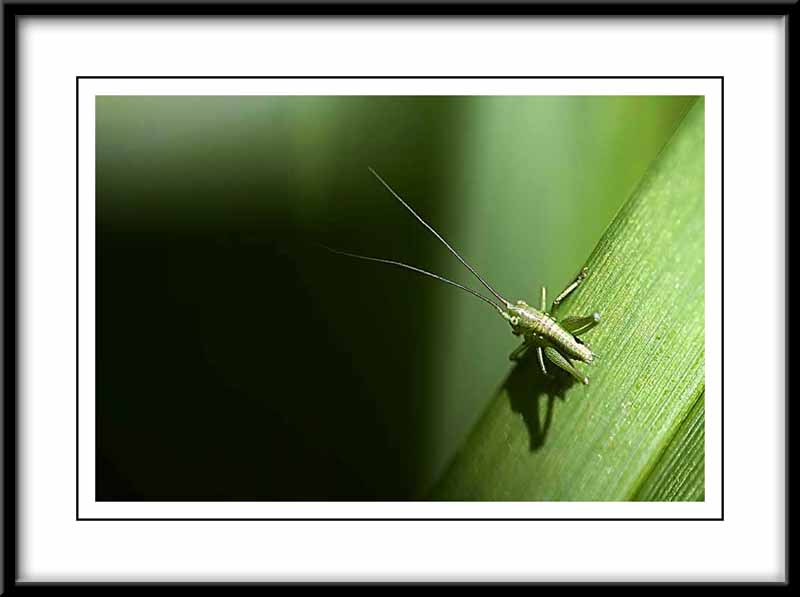baby grasshopper....