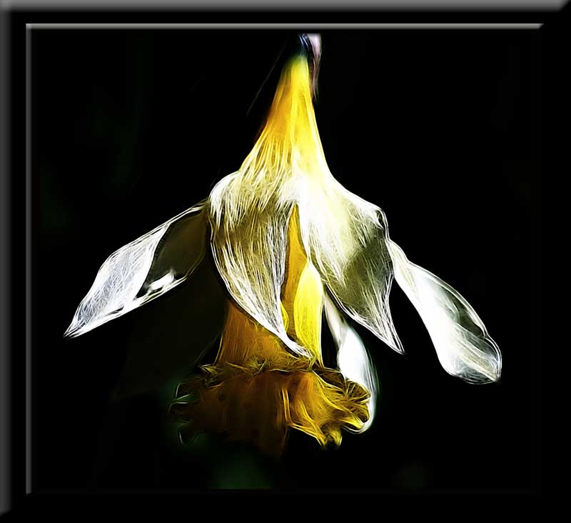 Fading daffodil....