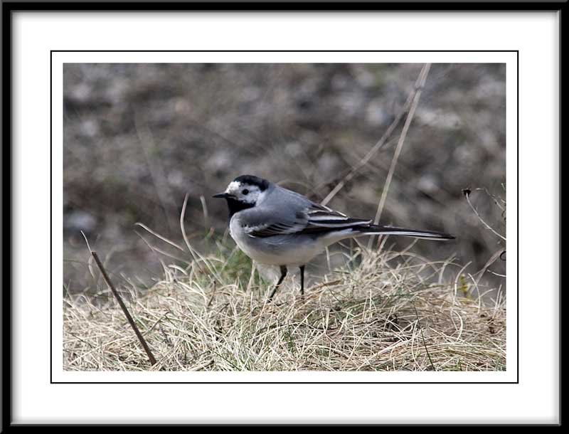 Little trotty wagtail....