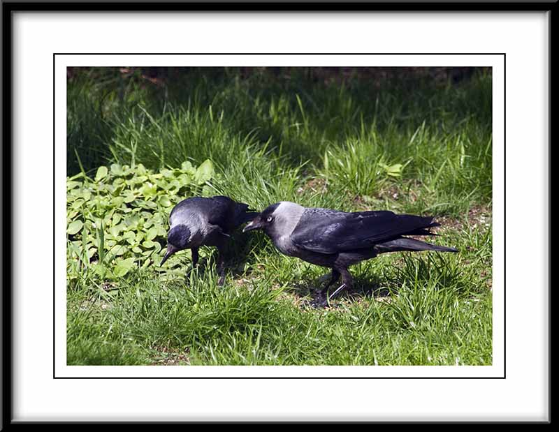 Jackdaws...