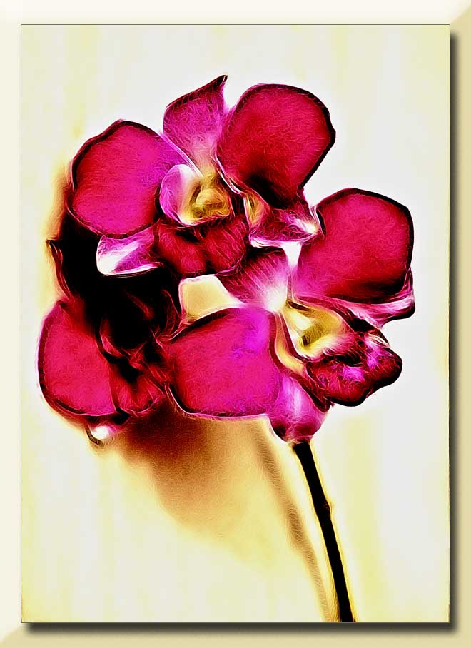 orchids...