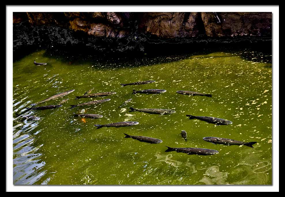  sunbathing fish...