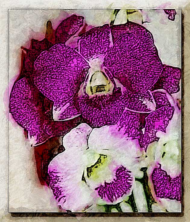 sketchy orchids...