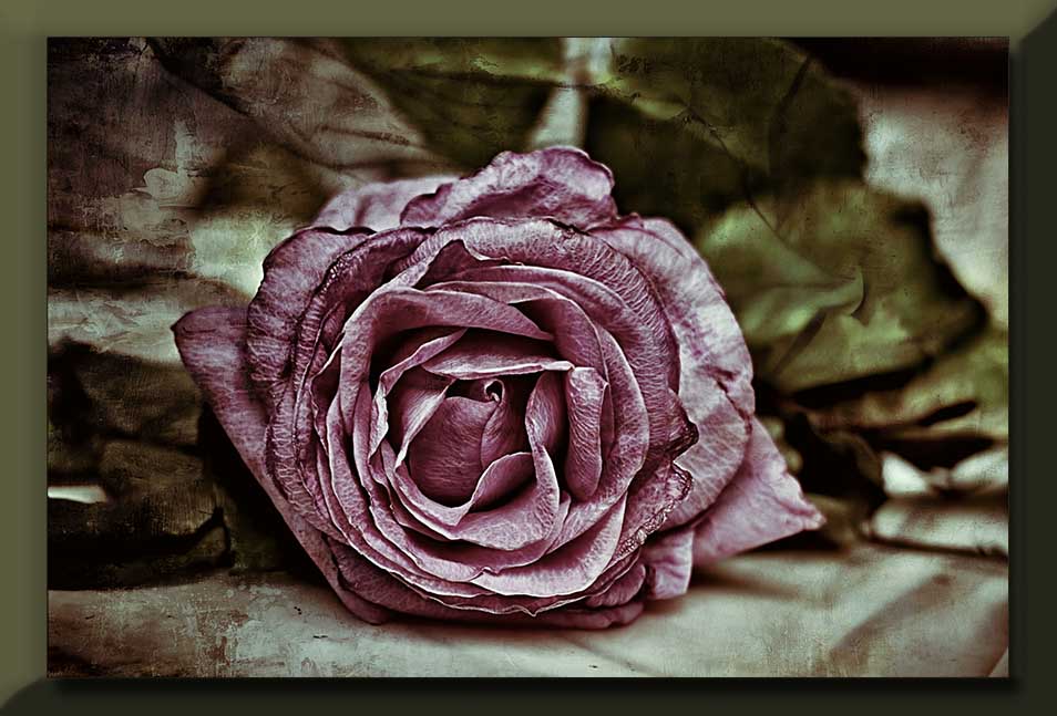 fading pink rose...