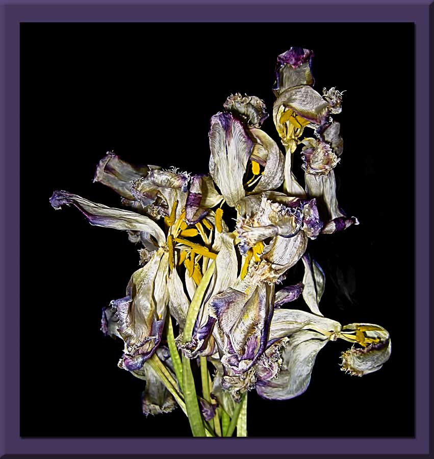 a faded bunch of tulips...