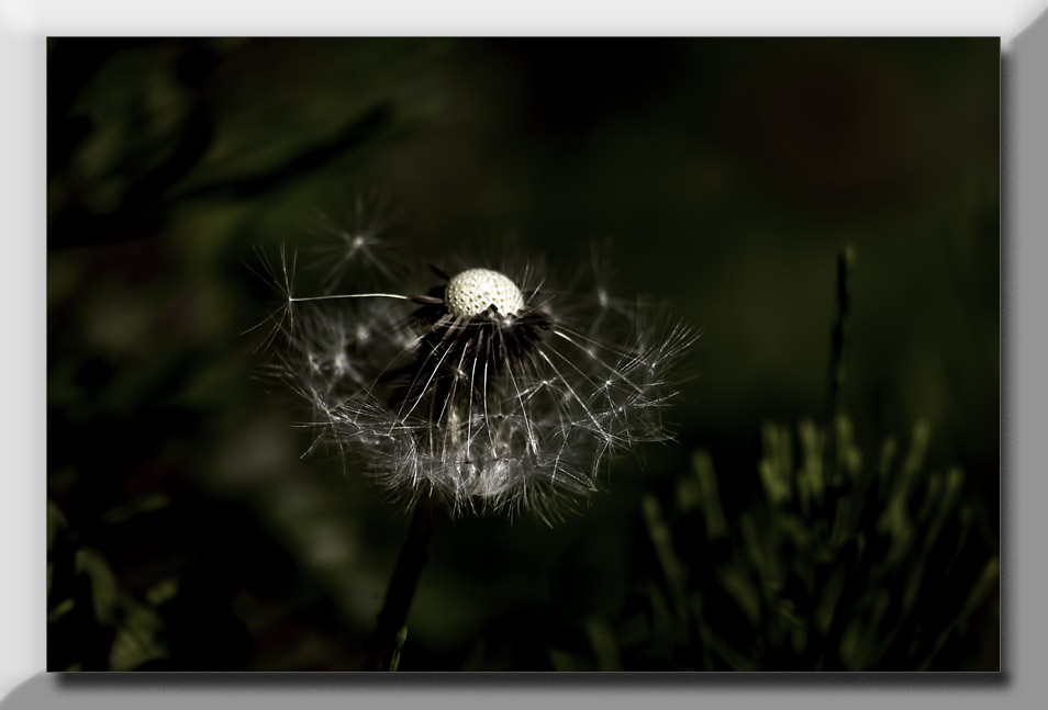 dandelion seedhead...