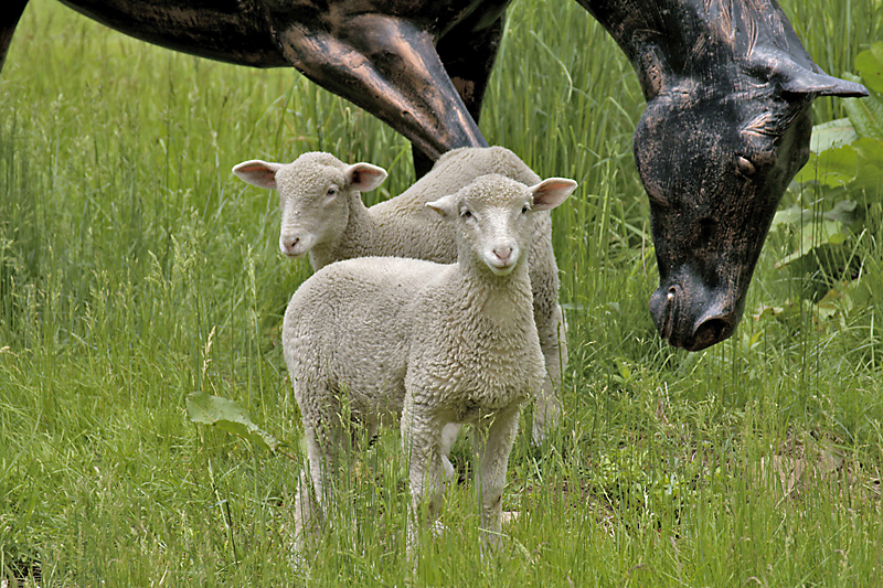 Two lambs