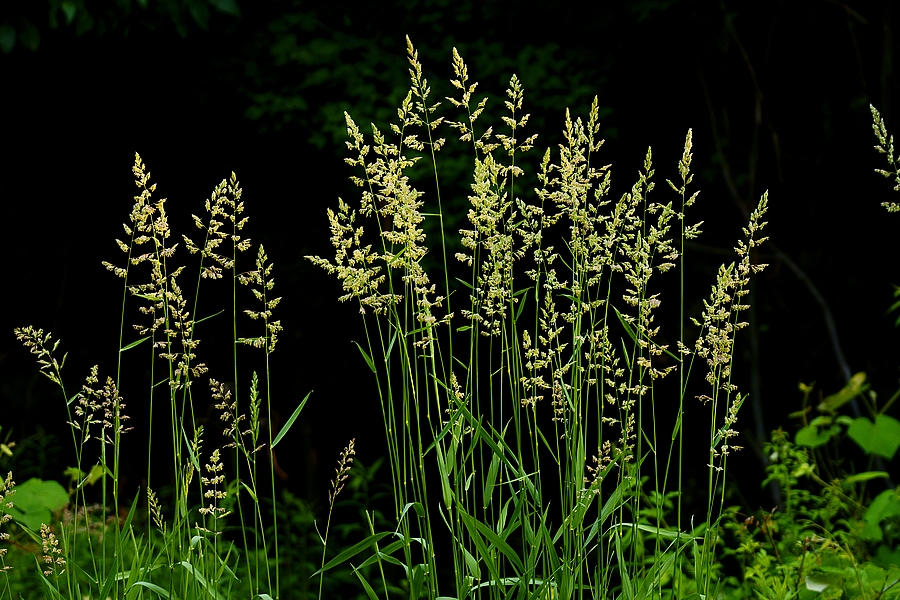 Spring grass and early light.jpg