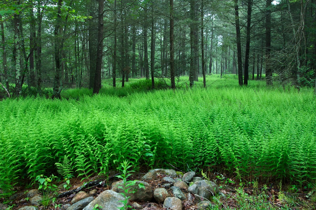 Spring forest ferns