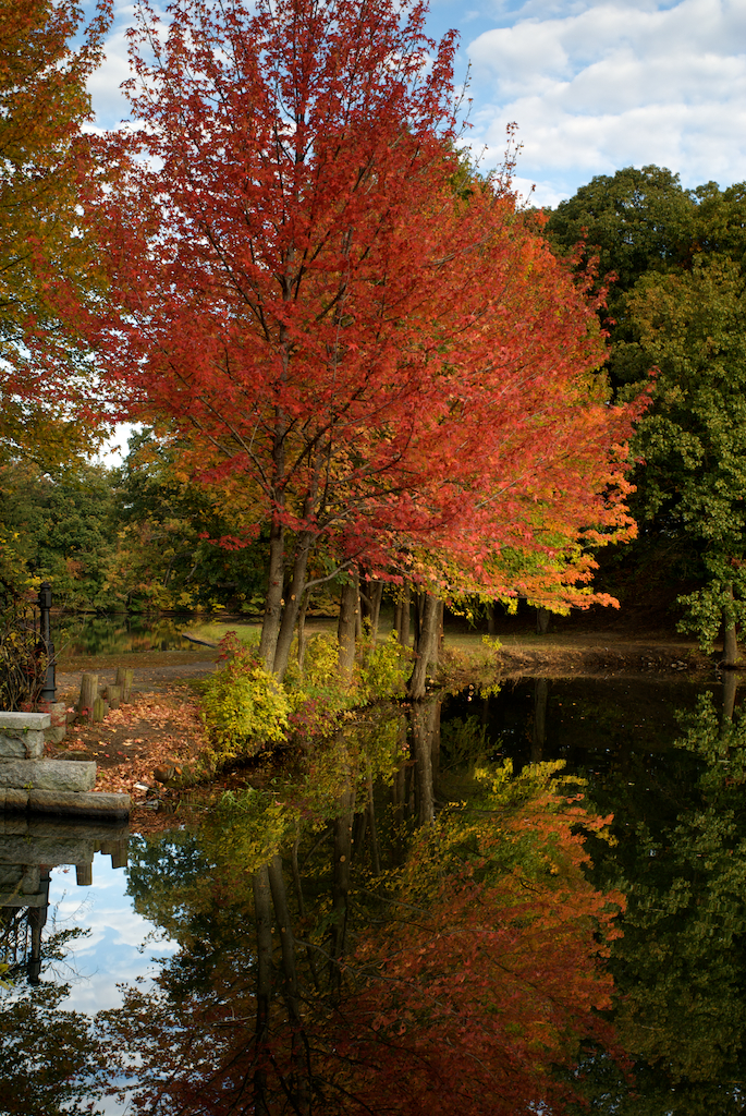 Autumn morning in the park