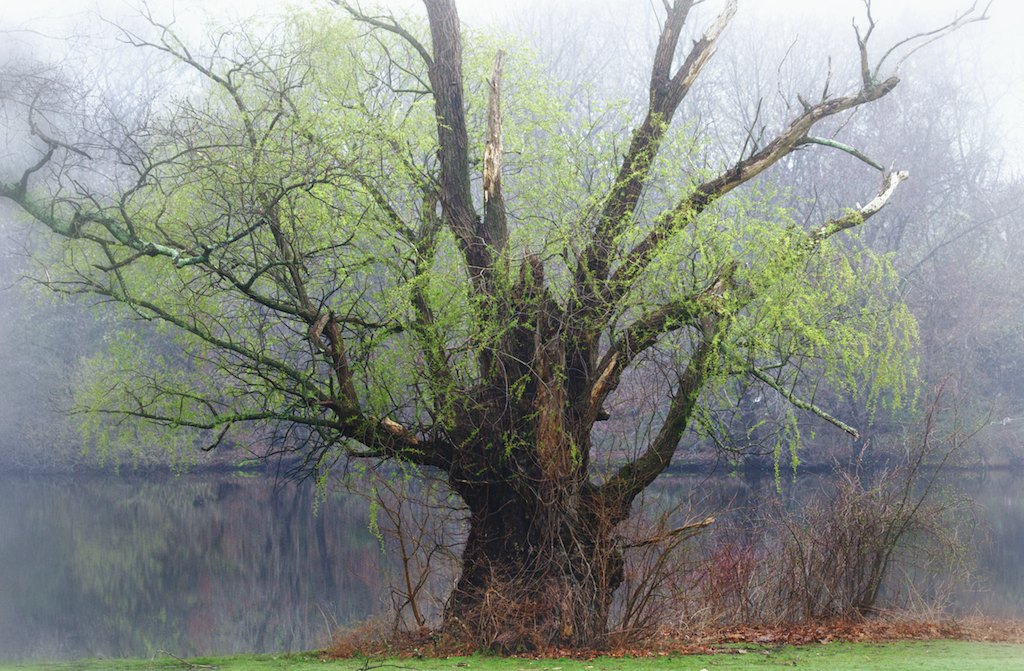 In the early spring morning  mist.