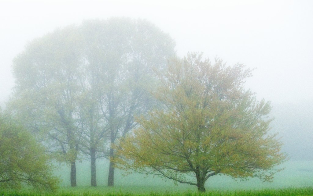 Morning mist