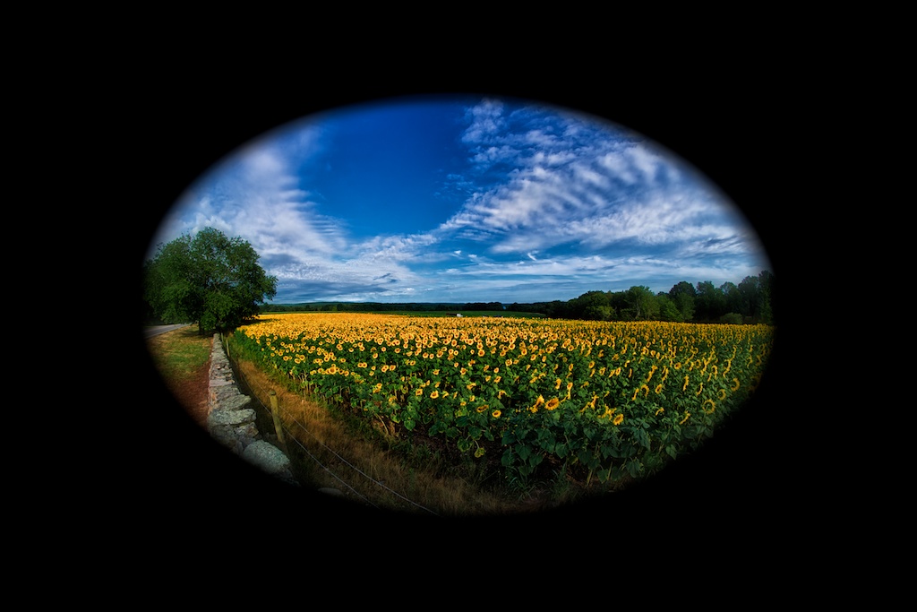  Keeping an eye on the sunflowers.