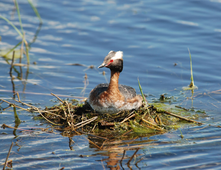 H.Grebe On The Nest