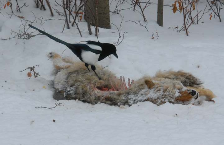 Magpie-Feast