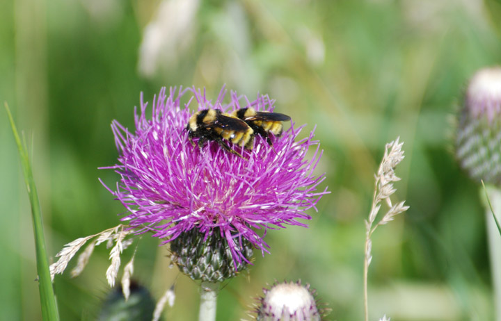 Twin Pollination