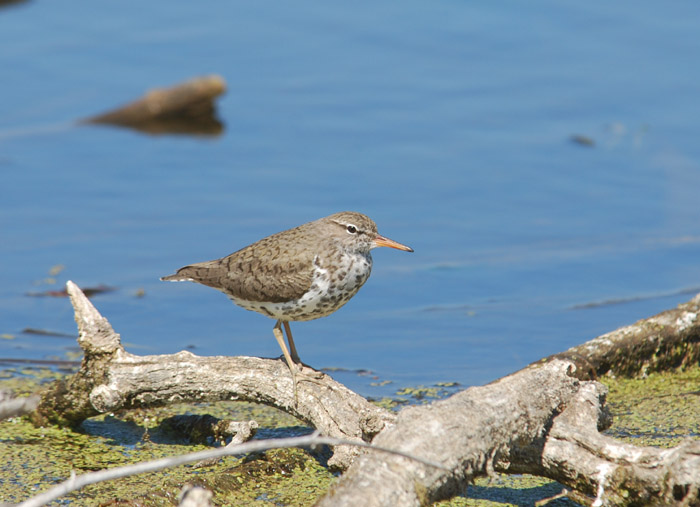 Spotted Sandpiper