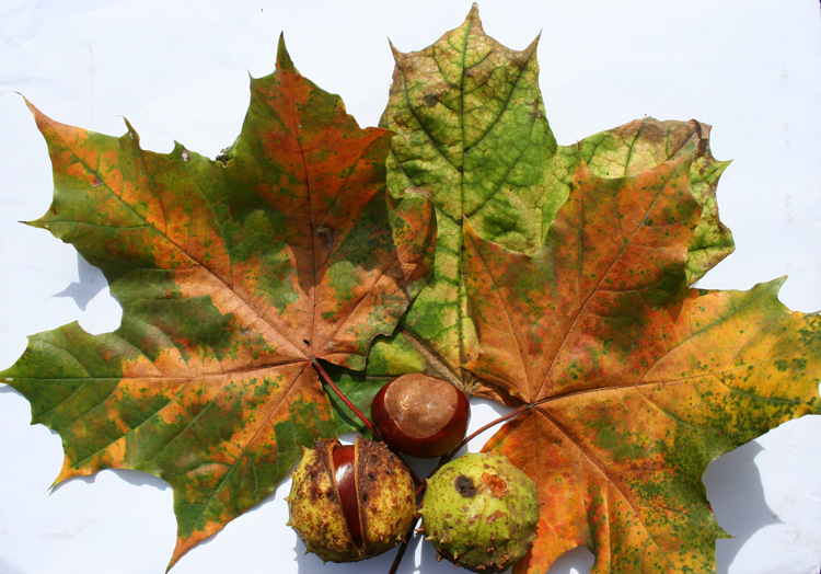 16th September 2007 - Autumn