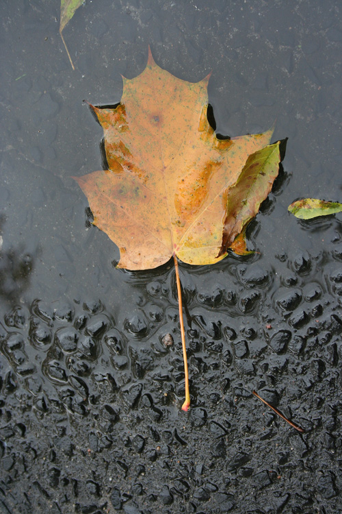 7th October 2007 - Leaf