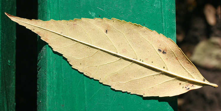 14th October 2007 - Leaf