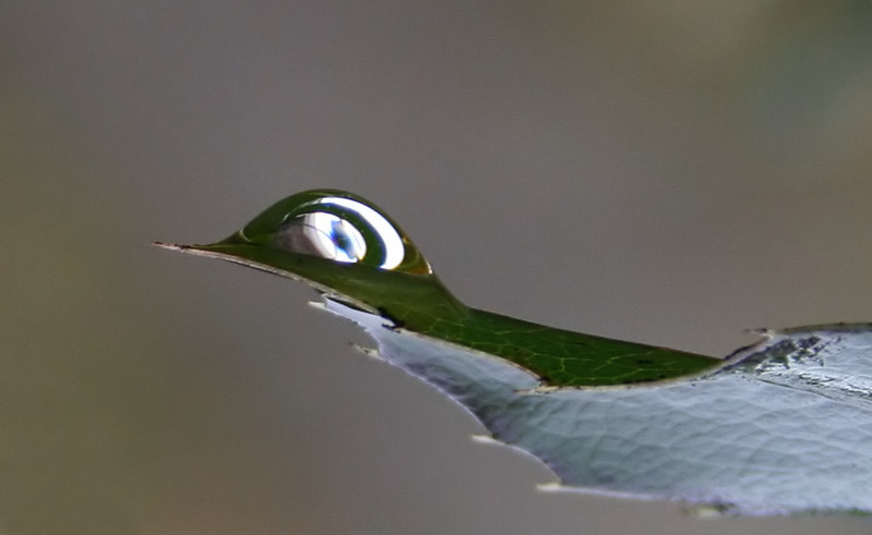 Like a bird