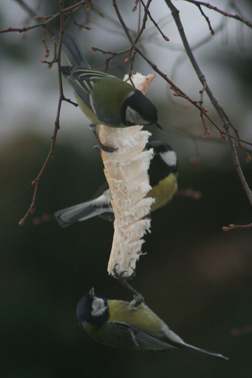 13th January 2008 - Tits
