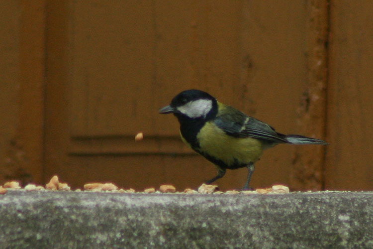 8th June 2008 - Tit