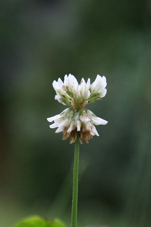 14th June 2008 - Trifolium repens
