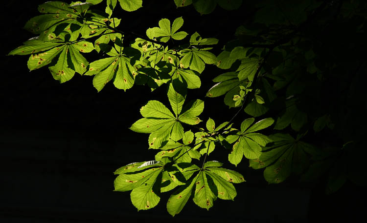 20th June 2008 - Light and Shadow