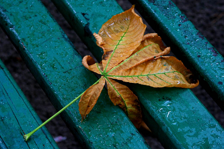 5th July 2008 - ...is it summer or is it autumn? - Who know?