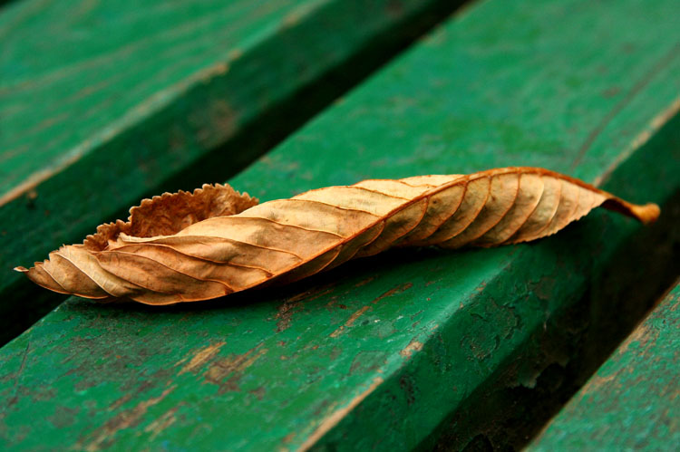 23th August 2008 - First fall leaf this summer