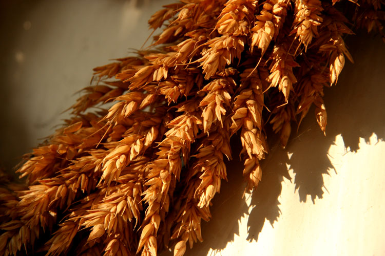 Cereals - memory about summer