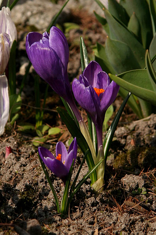 Crocus