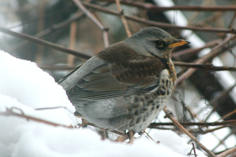 Fieldfare