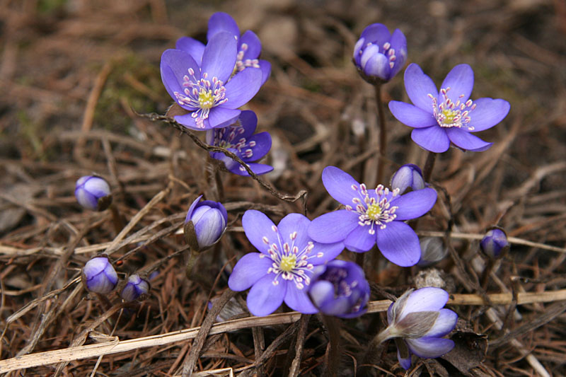 Anemone hepatica