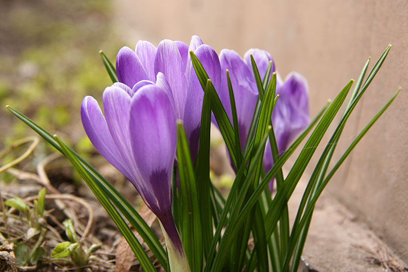 Crocus