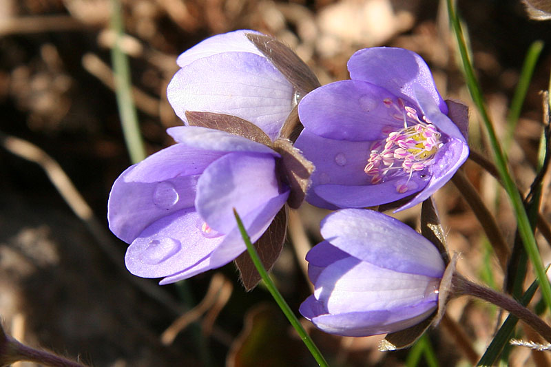 Drops on anemone hepatica