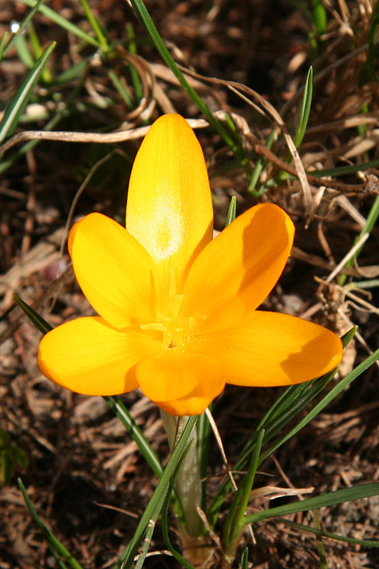 Crocus