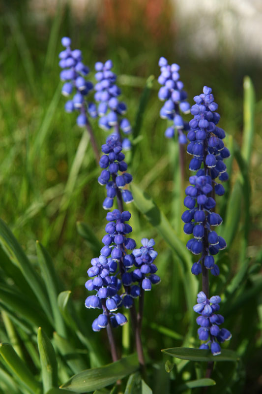 Muscari