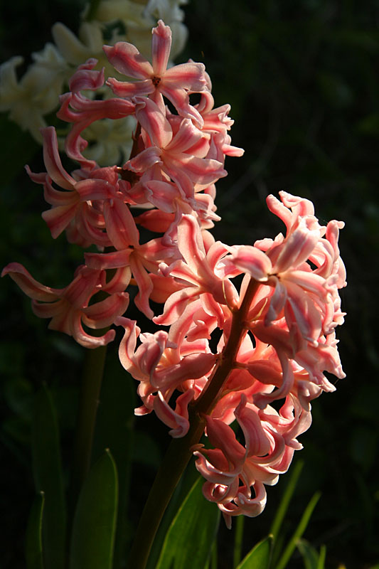 Hyacinth