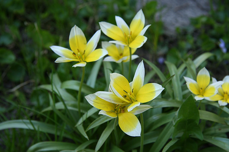 Spring flowers