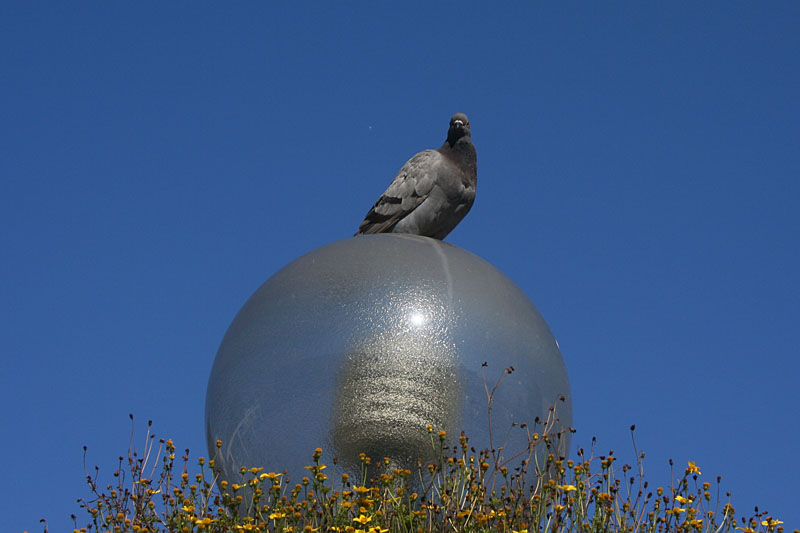 Pigeon on lantern