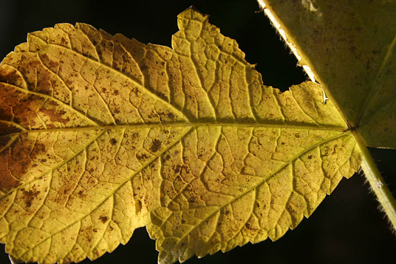 Autumn leaves